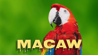 Scarlet macaw screaming [upl. by Samy]