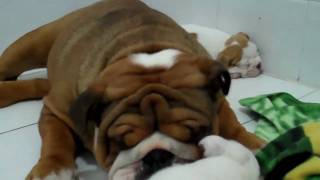 The cutest English bulldog puppy video you will ever see [upl. by Julienne]