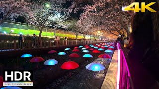 2024 Biggest Cherry Blossom Festival in Korea night walk  Korea 4K HDR [upl. by Teodoor]