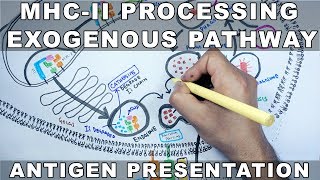 Exogenous Pathway of Antigen Presentation  MHC II Processing [upl. by Attener]