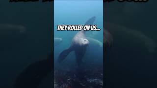 Sea Lions got the drop pnw diving snorkeling [upl. by Pero]