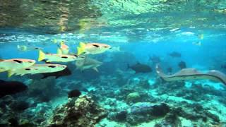 lagoonarium moorea [upl. by Anilek]