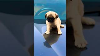 I Got A Pet Pug 🐶 puppy video pug breed lovers [upl. by Dicks879]