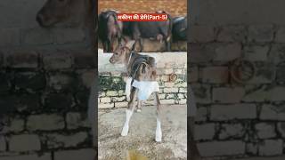 शकीना की डेरीPart5  😂😂  Sakina ki Dairy P5🤣 comedy funny dairy shorts funnyshorts [upl. by Si817]