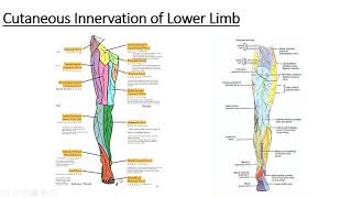 Gross anatomy Lower Limb Cutaneous innervation of Lower Limb [upl. by Eednus999]