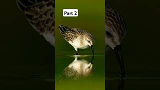 part 2 quotDiscover the SpoonBilled Sandpiper A Rare and Endangered Bird Speciesquot [upl. by Harp]