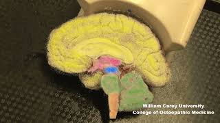 Embryologic subdivisions of the brain traditional view not the prosomeric model neuroanatomy [upl. by Leschen]