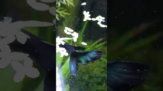 Guppy quppi shorts aquarium guppy youtubeshorts [upl. by Natfa665]