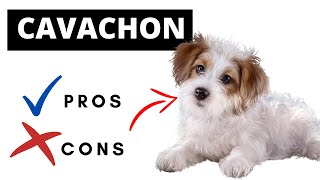 Cavachon Pros And Cons  Should You REALLY Get A CAVACHON [upl. by Euqirdor137]