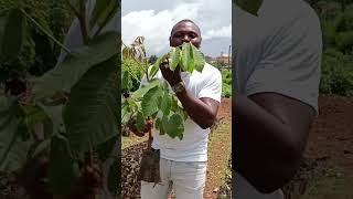 Cet arbre soigne le cancer Voici comment jardin agricultureurbaine afrique agriculture [upl. by Shanleigh]