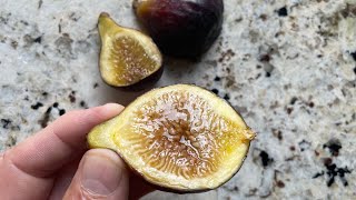 Biffaro Zeus Breba  Wonderful fig that tastes like honey brown sugar and maple syrup 🤯 [upl. by Orel]