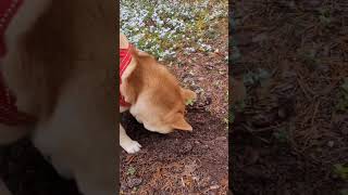 Shiba Inu Aika eats lingonberries 🥰😊🙃 finland shiba forest lingonberry [upl. by Nnyladnarb]