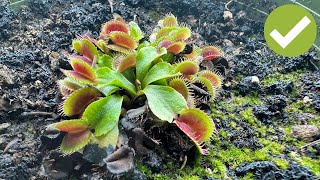 Carnivorous Plant Care Guide 🌱  Easy steps to grow carnivorous plants at home [upl. by Nochur]