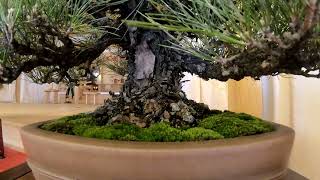 Bonsai show in sacred place 2018422 4K Ultra HD 60fps part1 稲沢植木まつり [upl. by Let]