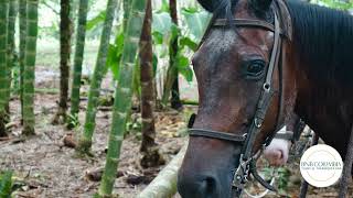 Colombian Countryside Adventure A Horseback Riding Tour [upl. by Thayne156]