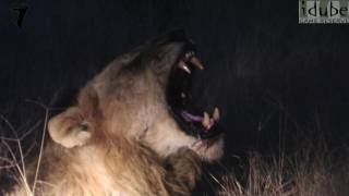 Great Lion Roar  Awesome Sound [upl. by Atat]