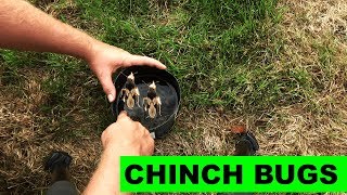 How to detect and kill chinch bugs in the lawn [upl. by Ramses]