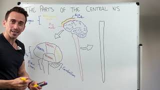 Overview of the Central Nervous System CNS [upl. by Leahcimsemaj]