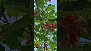 Mulberry fruits 06112024 [upl. by Chadd]