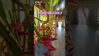 Happy Guest Video Beachfront Dining at Jimbaran Bay Restaurant Bawang Merah Unknown to the crowd [upl. by Corette]