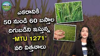 MTU 1271 Paddy Seeds and Cultivation Details  Agriculture  Farming  Telugu  Jai Kisan [upl. by Orsino]