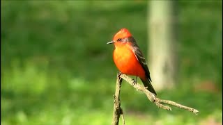 VERMILION FLYCATCHER Pyrocephalus obscurus Birds of Brazil in NATURE [upl. by Eittik597]