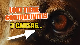 👀¿QUÉ Causa La CONJUNTIVITIS en PERROS 🐶3 Principales Razones [upl. by Robison288]