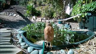 Red Shouldered Hawk looks into camera Nov 15 2024 [upl. by Ycrem870]