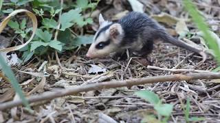 Mykure o zarigüeya Didelphis albiventris [upl. by Jeramie]