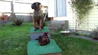 Bullmastiff vs Cat [upl. by Woo]