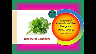 42 PATH 365 New Lec no 191 Diseases of Coriander [upl. by Braunstein]