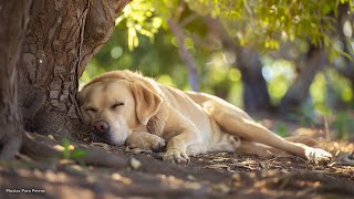 🐶Música Relajante Para Calmar Mascotas 💛 MUSICOTERAPIA Para Gatos Y Perros Inquietos O Nerviosos [upl. by Gunzburg329]