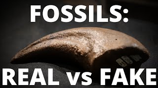 How to tell if a fossil is real or quotfakequot replica [upl. by Elin]