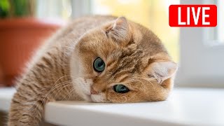 Hosico Live stream  09032023 [upl. by Gillie]