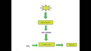 Photosynthetic pigments Part I [upl. by Eladnor]