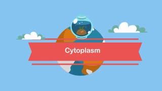 Function Cytoplasm [upl. by Ratcliff]