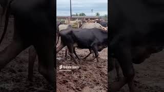 Nellore bull fighting shorts [upl. by Wayne]