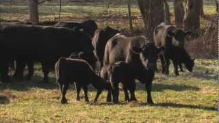 VetsOnCall  Farmers raise cattle humanely for beef Part II [upl. by Jegar]