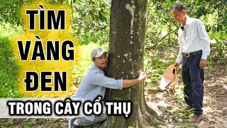 Gian nan tìm Vàng Đen trong thân cây cổ thụ của vị Đại Gia phố biển Nha Trang [upl. by Meenen]