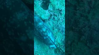 Mediterranean Spearfishing BIG GROUPER mediterranean spearfishing fishing fish [upl. by Okimik]