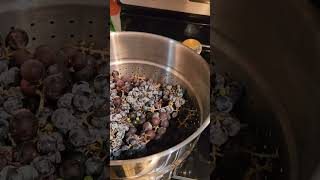 Steampowered Juicer for forage wildfood grape juicing [upl. by Einhapets]