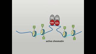 Molecular actions of the PMLRARα fusion protein in promyelocytic leukaemia HD [upl. by Ryon785]