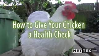 Chicken Health Check with Nettex and Clare Taylor [upl. by Letnahc]