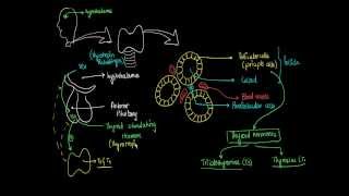 3  Thyroid Glands  Hormones Physiology [upl. by Tompkins950]