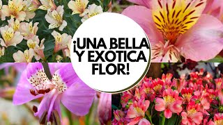 Astromelia cuidados  Cómo cultivar astromelia en maceta  Alstroemeria cuidados [upl. by Eustashe828]