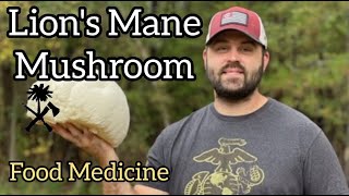 Foraging for Lions Mane Mushroom Food Medicine [upl. by Hanafee]