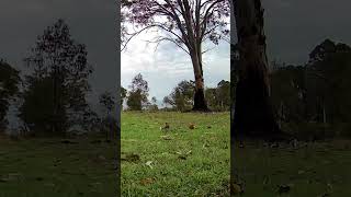 Beautiful Eastern Rosellas Visit Our Backyard [upl. by Enialed]