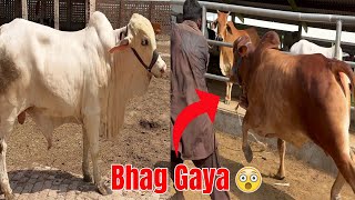 Mandi Say Farm Kay Liye Bachra Lia Or Wo Bhag Gaya  02 New Entry  🥰 [upl. by Anayet]