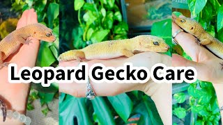 Leopard Gecko Care Guide [upl. by Aevin]