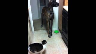 Great Dane afraid of cat [upl. by Latricia]